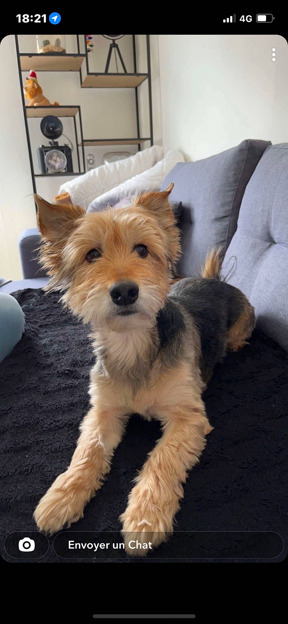 Snoopy a rejoint le concours — aidez-le/la à gagner de superbes lots ! biewer_terrier, canidae, carnivore, comfort, companion_dog, dog, dog_breed, dog_supply, flooring, fur, small_terrier, snout, sporting_group, terrestrial_animal, terrier, toy_dog, working_animal