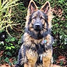 dog, german_shepherd, puppy, sitting, outdoor, garden, lawn, grass, shrubbery, hedge, long_hair, floppy_fur, upright_ears, black_and_tan, pet, animal, portrait, front_view, alert, nature
