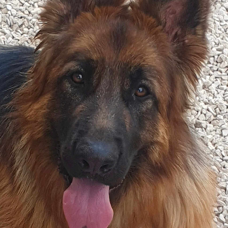 Thelo