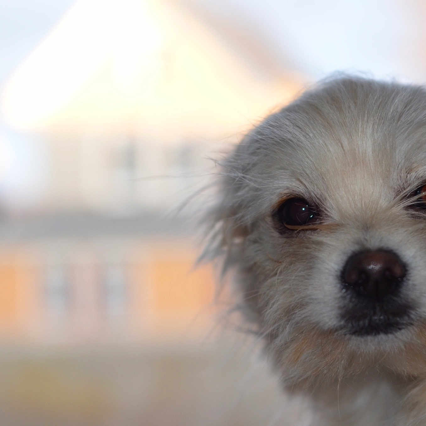 Eli joined the competition — help win amazing prizes! carnivoran, companion_dog, dog, dog_breed, dog_breed_group, dog_like_mammal, eye, fur, havanese, morkie, pomeranian, puppy, snout, terrier, whiskers