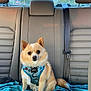 dog, small_dog, pet, car_interior, backseat, blue_blanket, harness, animal, cute, fluffy, sitting, window, seatbelt, leather_seat, daylight, outdoor_view, trees, road_sign, calm, companion
