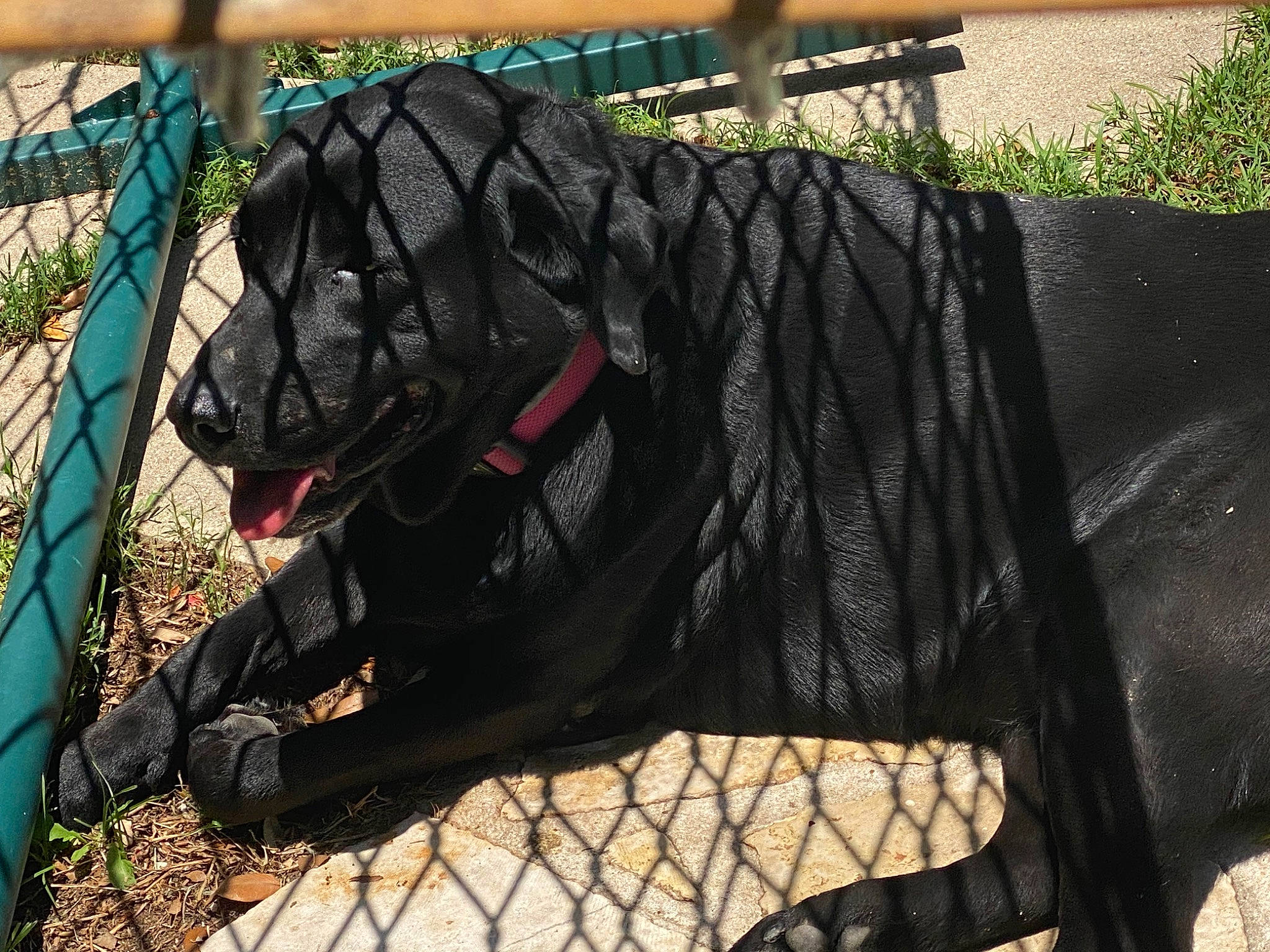 Lucy is registered to the contest to win money with this photo: cane_corso, canidae, carnivore, dog, dog_breed, guard_dog, net, sporting_group, zoo