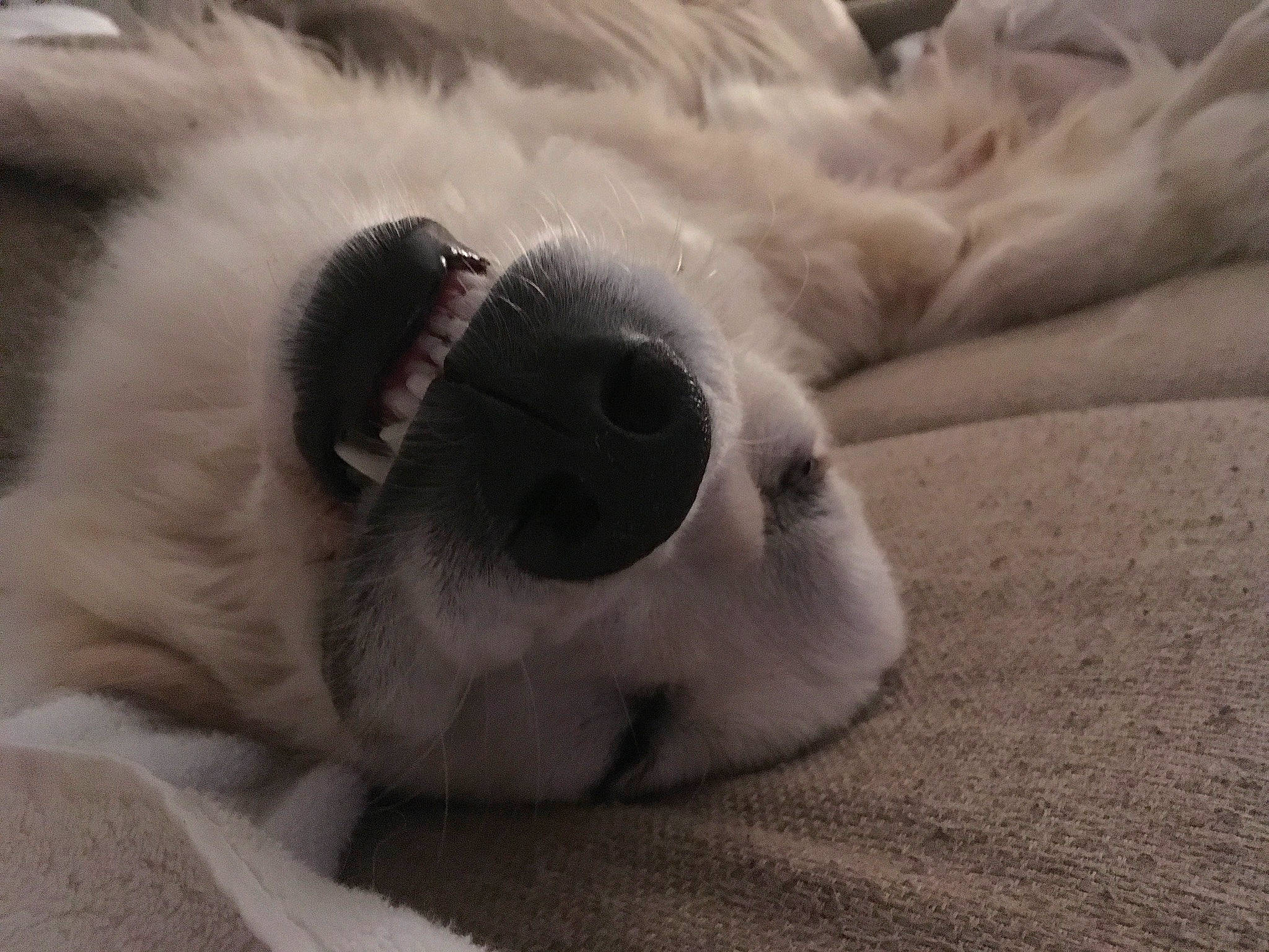 Abby is registered to the contest to win money with this photo: canidae, carnivore, dog, dog_breed, fur, nose, paw, puppy, snout, sporting_group, whiskers