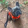Ace is registered to the contest to win money with this photo: dog, french_bulldog, orange_harness, pet, outdoor, forest_floor, pine_needles, leaves, animal, curious, sitting, canine, nature, brown, ears, snout, leash, companion, cute, alert