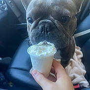 Ace joined the competition — help win amazing prizes! dog, french_bulldog, pet, car_interior, hand, whipped_cream, treat, closeup, animal, seat, blanket, cute, fur, snout, ears, licking, cup, leather_seat, daylight, vehicle