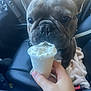 dog, french_bulldog, pet, car_interior, hand, whipped_cream, treat, closeup, animal, seat, blanket, cute, fur, snout, ears, licking, cup, leather_seat, daylight, vehicle