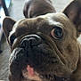 Ace is registered to the contest to win money with this photo: dog, french_bulldog, pet, close_up, face, nose, eyes, ears, indoor, carpet, curious, brown, animal, mammal, cute, portrait, whiskers, snout, companion, domestic
