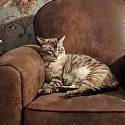 Petitchat participe au concours pour gagner de l'argent avec cette photo : cat, tabby_cat, pet, feline, animal, sleepy, lounging, sitting, chair, armchair, furniture, upholstery, brown, striped_fur, collar, indoor, home, floral_wallpaper, vintage_decor, portrait