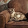 Petitchat