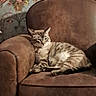 cat, tabby_cat, pet, feline, animal, sleepy, lounging, sitting, chair, armchair, furniture, upholstery, brown, striped_fur, collar, indoor, home, floral_wallpaper, vintage_decor, portrait