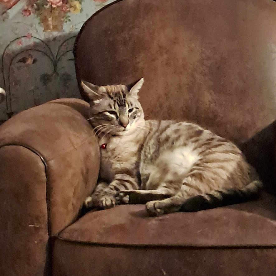 Petitchat participe au concours pour gagner de l'argent avec cette photo : cat, tabby_cat, pet, feline, animal, sleepy, lounging, sitting, chair, armchair, furniture, upholstery, brown, striped_fur, collar, indoor, home, floral_wallpaper, vintage_decor, portrait