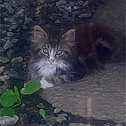 Spaz is registered to the contest to win money with this photo: kitten, cat, animal, outdoor, rocks, green_leaves, curious, fur, pet, nature, small_plant, young_cat, whiskers, ears, eyes, ground, resting, closeup, mammal, adorable