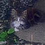 kitten, cat, animal, outdoor, rocks, green_leaves, curious, fur, pet, nature, small_plant, young_cat, whiskers, ears, eyes, ground, resting, closeup, mammal, adorable