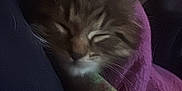 Precious is registered to the contest to win money with this photo: kitten, cat, sleeping, blanket, purple_blanket, cozy, furry, pet, resting, indoors, cute, fur, animal, snuggled, soft, warm, closeup, peaceful, young, domestic_cat