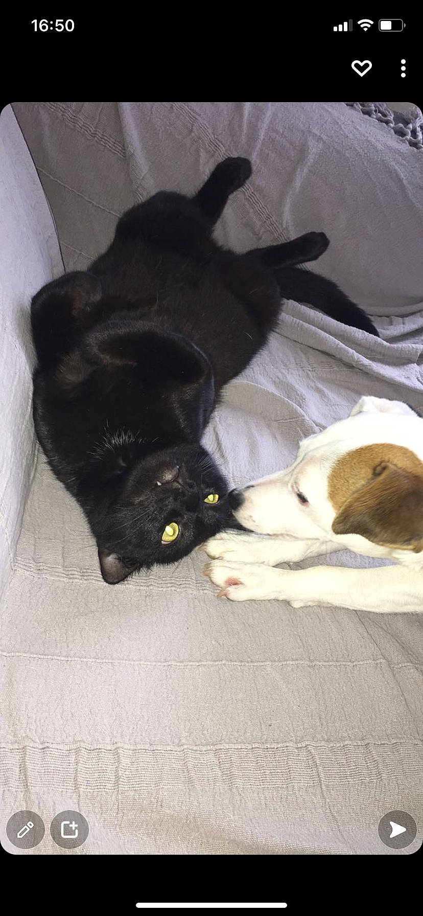 Némo a rejoint le concours — aidez-le/la à gagner de superbes lots ! black_cat, canidae, carnivore, cat, claw, comfort, companion_dog, dog_breed, domestic_short_haired_cat, fawn, felidae, flooring, fur, mammal, paw, small_to_medium_sized_cats, snout, sporting_group, tail, whiskers