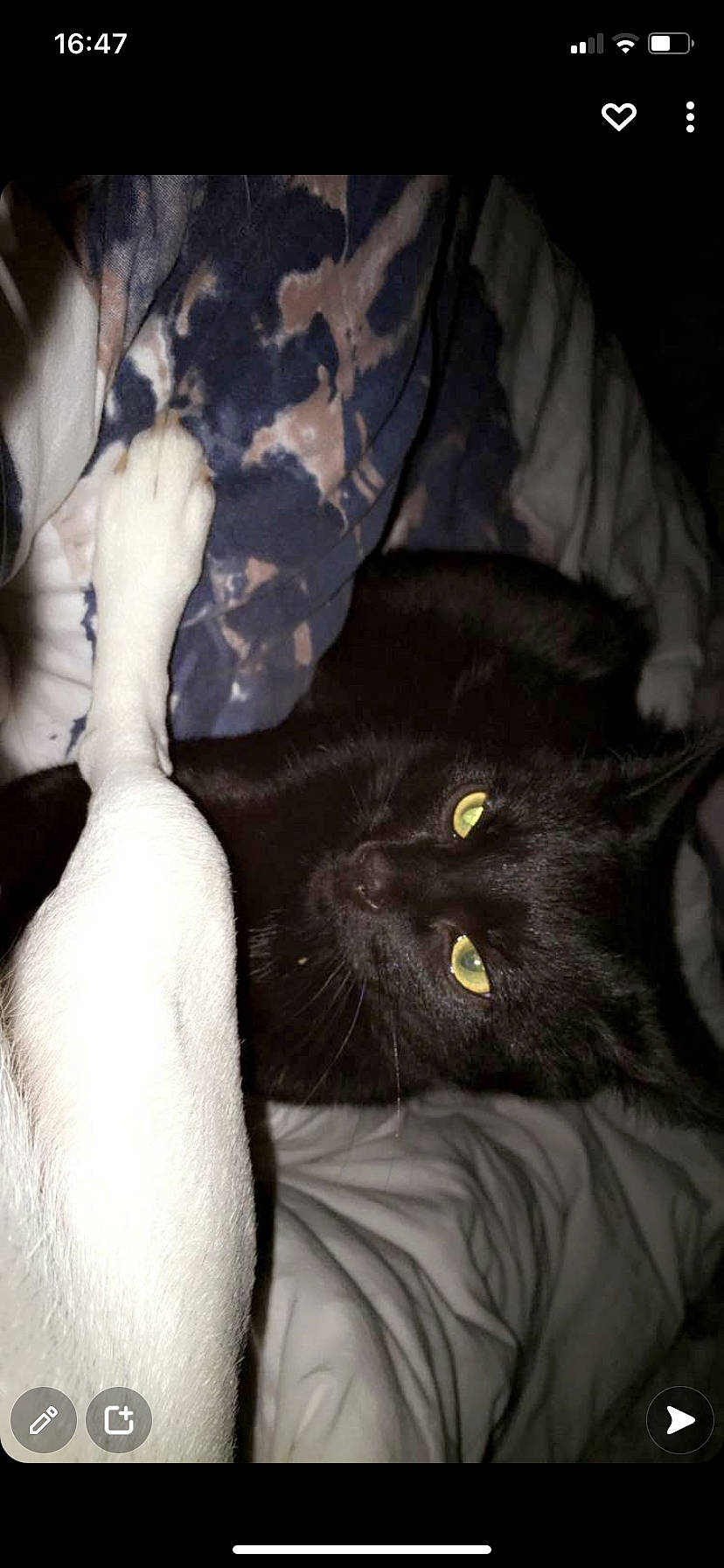 Némo a rejoint le concours — aidez-le/la à gagner de superbes lots ! black_cat, carnivore, cat, claw, comfort, couch, darkness, domestic_short_haired_cat, felidae, fur, gesture, grey, human_leg, night, paw, small_to_medium_sized_cats, snout, tail, whiskers