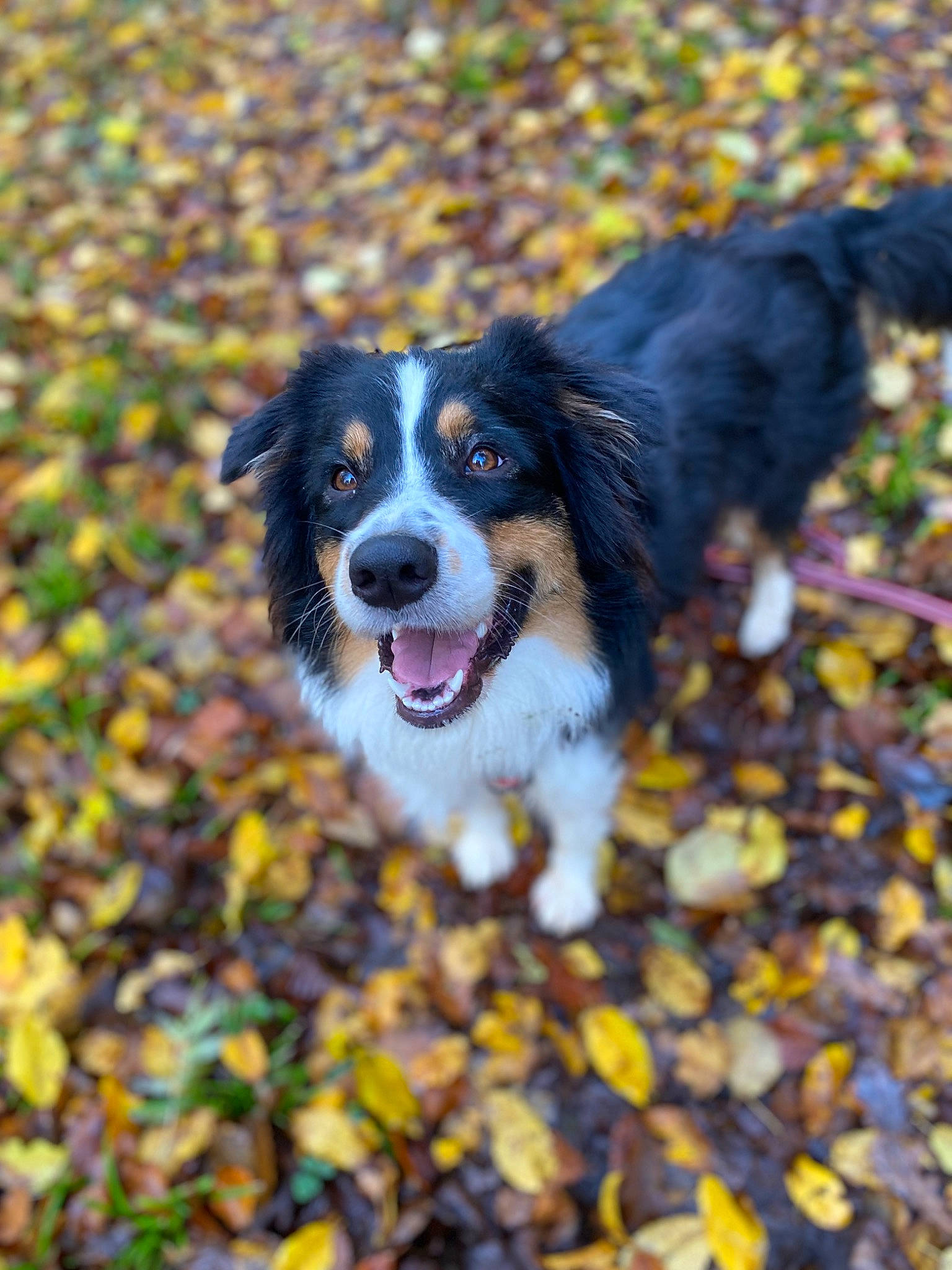 Sakura a rejoint le concours — aidez-le/la à gagner de superbes lots ! canidae, carnivore, companion_dog, dog, dog_breed, grass, gun_dog, herding_dog, plant, soil, sporting_group, working_dog