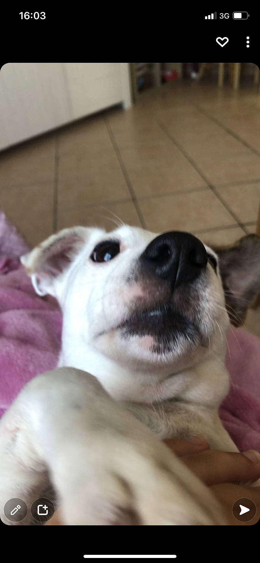 Lookie participe au concours pour gagner de l'argent avec cette photo : canidae, carnivore, comfort, companion_dog, dog, dog_breed, ear, eye, fawn, flooring, fur, head, non_sporting_group, paw, puppy, snout, sporting_group, whiskers, wood, working_animal