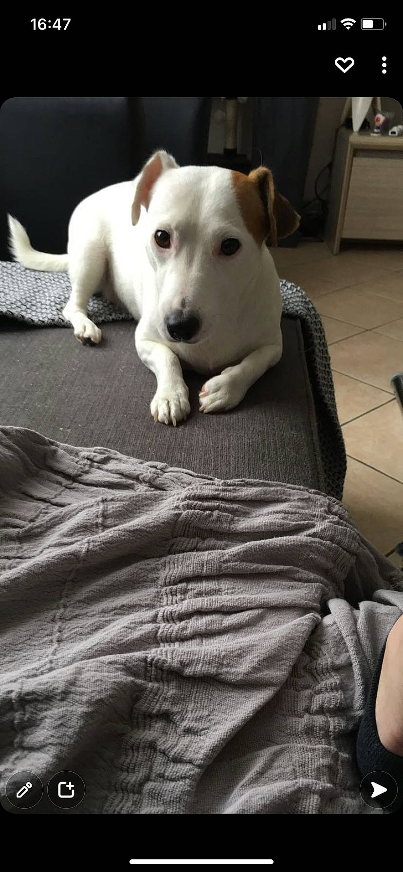 Lookie a rejoint le concours — aidez-le/la à gagner de superbes lots ! bedding, carnivore, collar, comfort, companion_dog, dog, dog_breed, fawn, flooring, grey, linens, paw, pet_supply, snout, sporting_group, tail, terrestrial_animal, whiskers, wood, working_animal