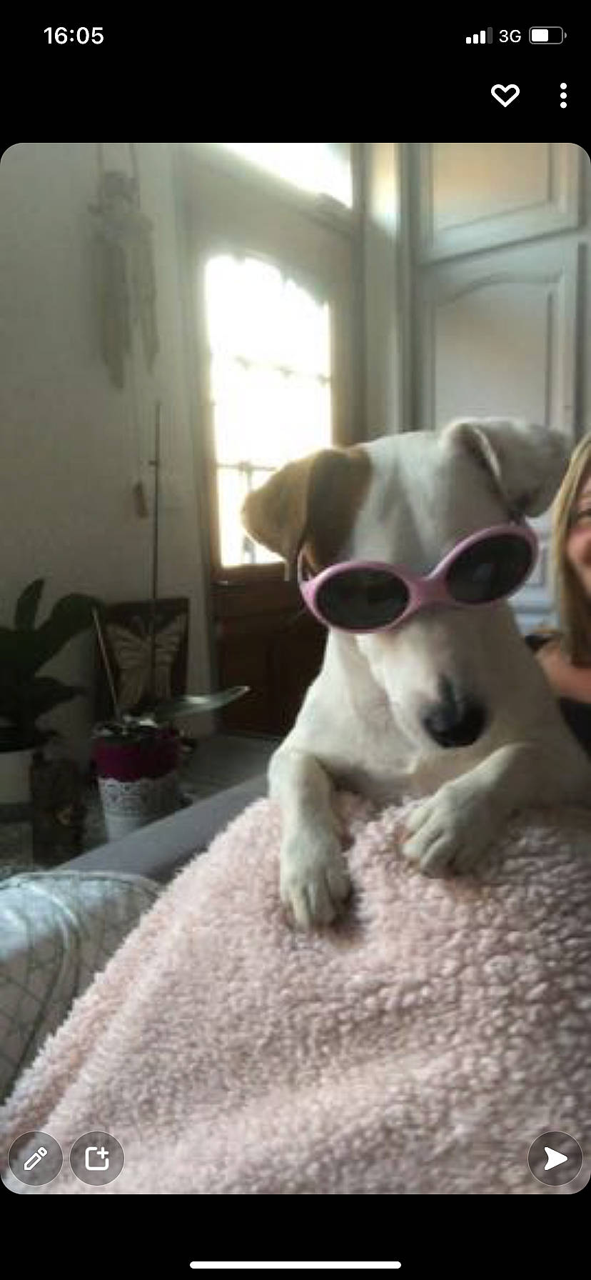 Lookie participe au concours pour gagner de l'argent avec cette photo : carnivore, collar, comfort, companion_dog, dog, dog_breed, eyewear, fawn, flooring, houseplant, pet_supply, plant, snout, sunglasses, tail, toy_dog, vision_care, whiskers, window, working_animal