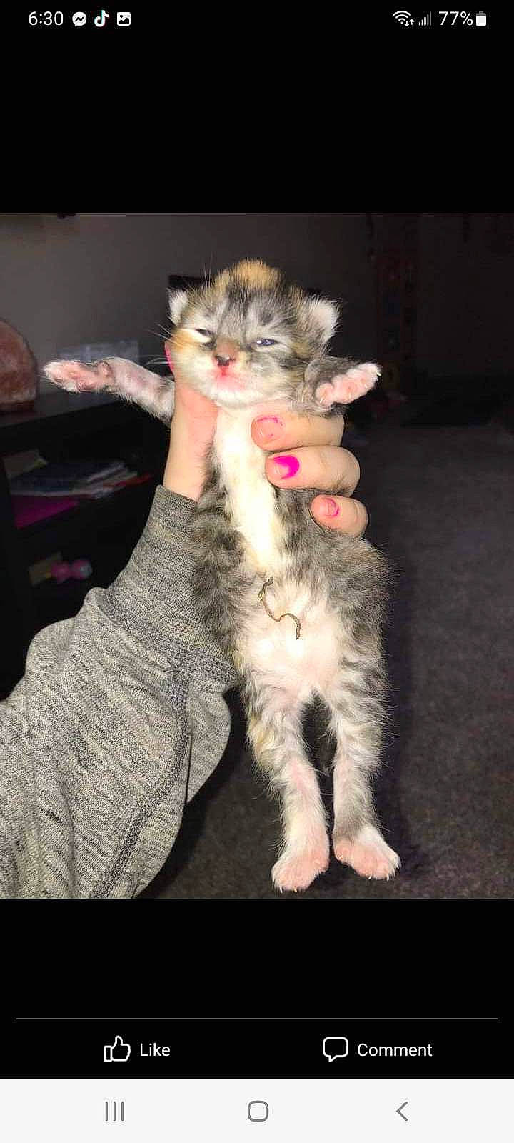 Michonne Hawthorne Grimes is registered to the contest to win money with this photo: carnivore, cat, claw, comfort, domestic_short_haired_cat, felidae, foot, fur, gesture, lap, nail, natural_material, paw, small_to_medium_sized_cats, snout, terrestrial_animal, whiskers