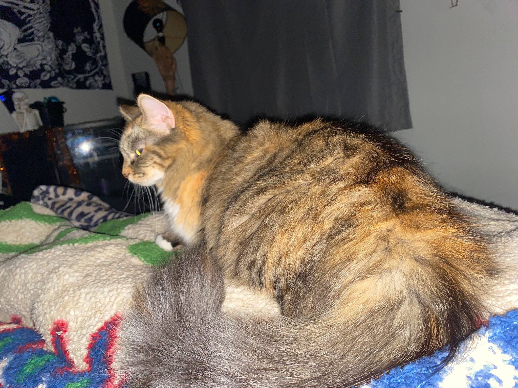 Michonne Hawthorne Grimes joined the competition — help win amazing prizes! carnivore, cat, chair, claw, comfort, curtain, domestic_short_haired_cat, fawn, felidae, fur, linens, nap, paw, sleep, small_to_medium_sized_cats, tail, terrestrial_animal, tree, whiskers