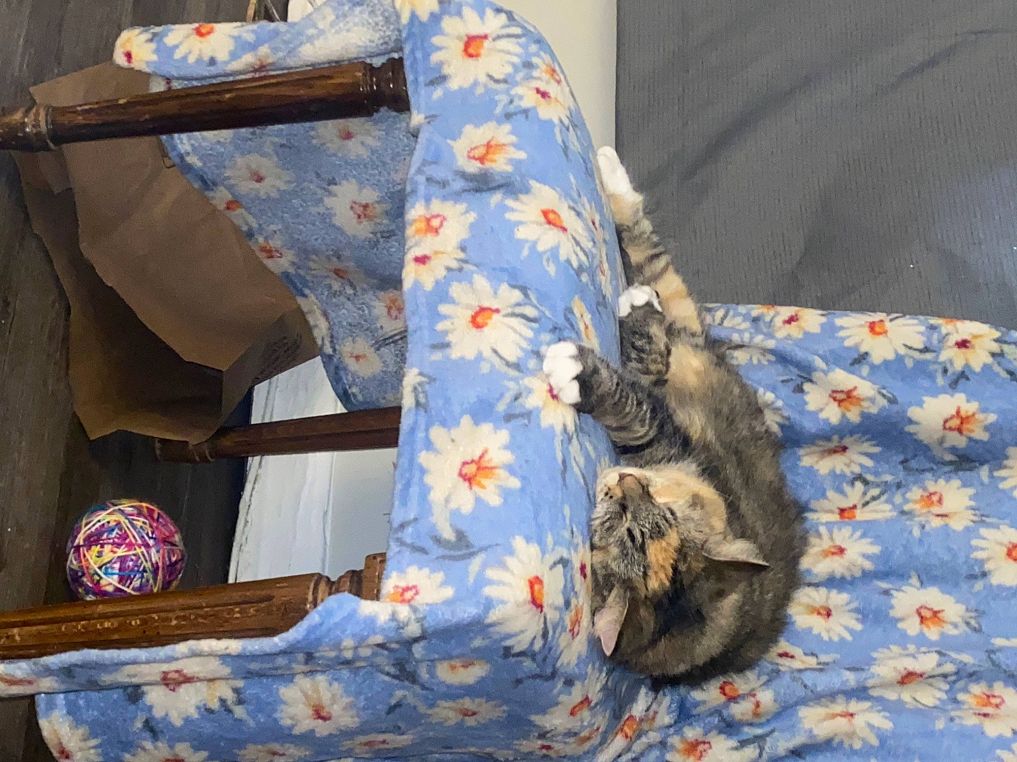 Michonne Hawthorne Grimes joined the competition — help win amazing prizes! bag, carnivore, cat, comfort, domestic_short_haired_cat, felidae, fur, linens, pattern, plant, room, small_to_medium_sized_cats, tail, textile, tree, whiskers, world