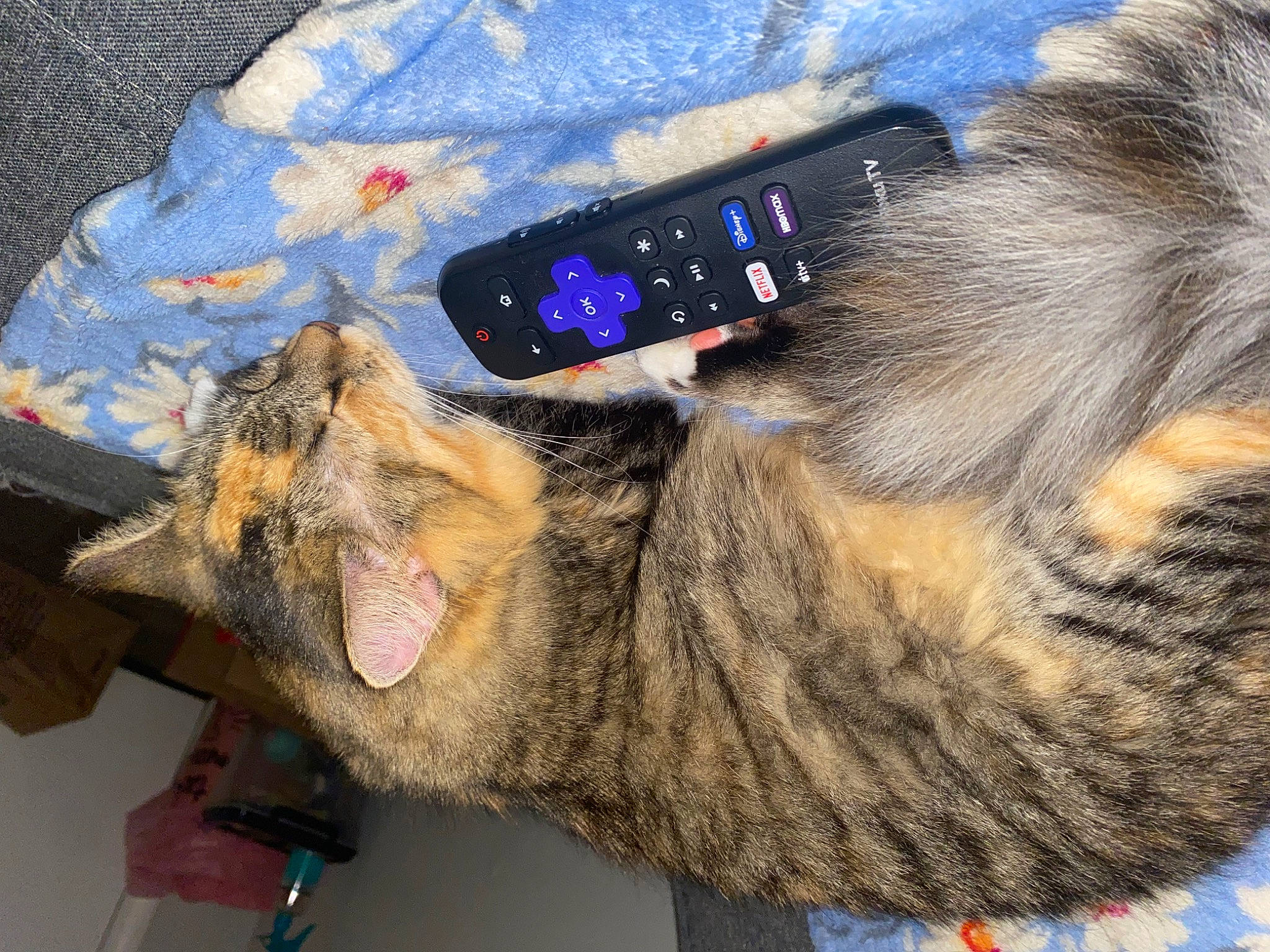 Michonne Hawthorne Grimes joined the competition — help win amazing prizes! carnivore, cat, claw, communication_device, domestic_short_haired_cat, electric_blue, fashion_accessory, felidae, foot, fur, gesture, mammal, nail, natural_material, paw, small_to_medium_sized_cats, tail, textile, whiskers, wrist