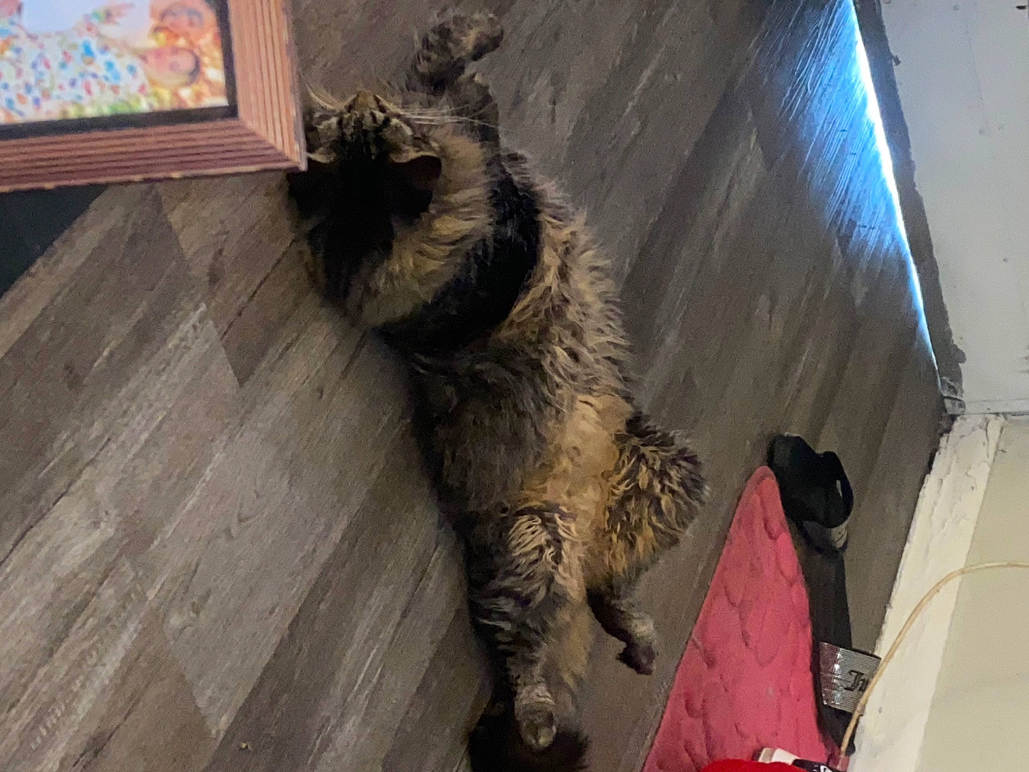 Daryl Dixon is registered to the contest to win money with this photo: carnivore, cat, claw, dog_breed, domestic_short_haired_cat, felidae, flooring, fur, grey, hardwood, laminate_flooring, shadow, small_to_medium_sized_cats, tail, visual_arts, whiskers, window, wood, wood_flooring, wood_stain