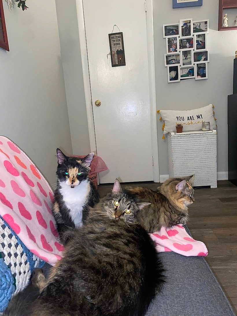 Daryl Dixon is registered to the contest to win money with this photo: carnivore, cat, comfort, domestic_short_haired_cat, felidae, flooring, fur, grey, hardwood, mammal, picture_frame, room, small_to_medium_sized_cats, snapshot, textile, tree, vertebrate, whiskers, window, wood