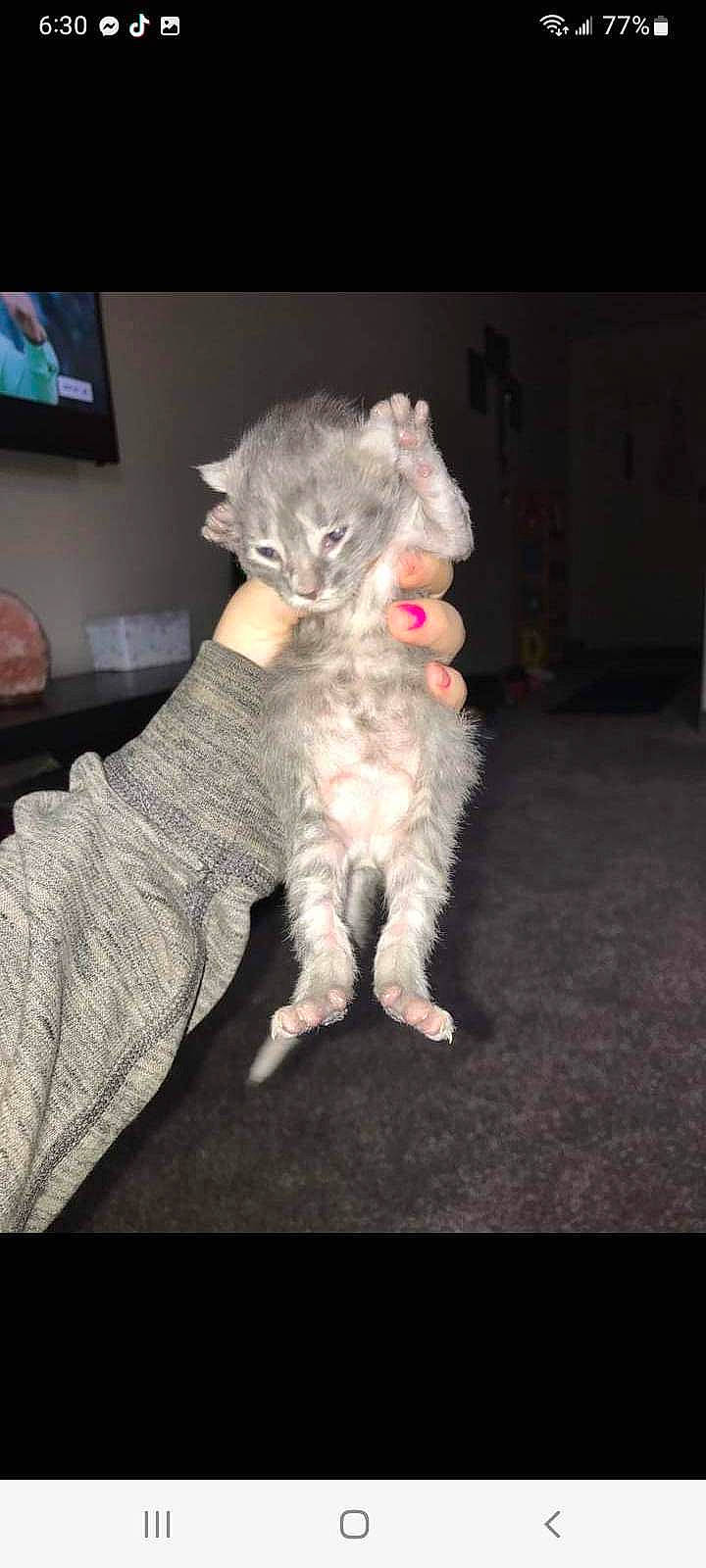 Carl Grimes is registered to the contest to win money with this photo: carnivore, cat, comfort, couch, display_device, domestic_short_haired_cat, fawn, felidae, fur, gesture, lap, led_backlit_lcd_display, paw, picture_frame, sitting, small_to_medium_sized_cats, tail, television, television_set, whiskers