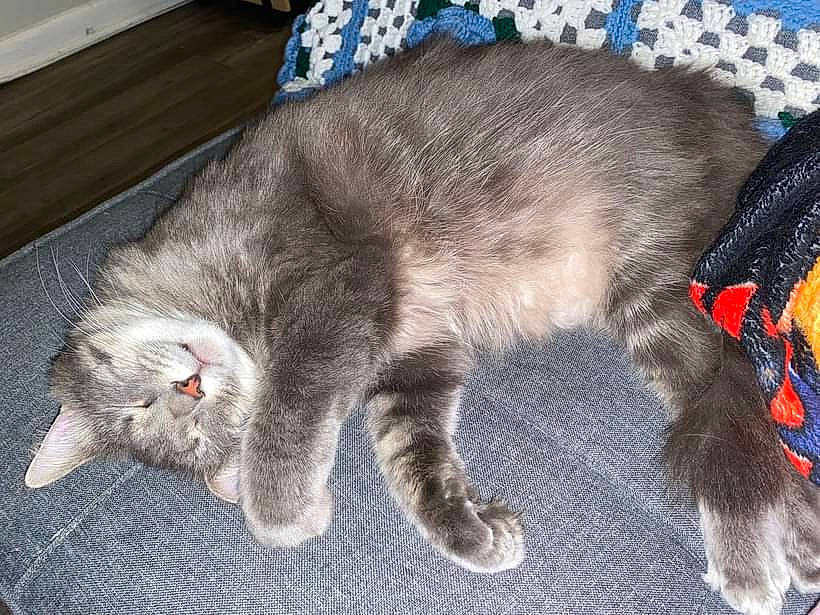 Carl Grimes joined the competition — help win amazing prizes! carnivore, cat, claw, comfort, domestic_short_haired_cat, felidae, fur, grey, nap, paw, sleep, small_to_medium_sized_cats, snout, tail, terrestrial_animal, whiskers