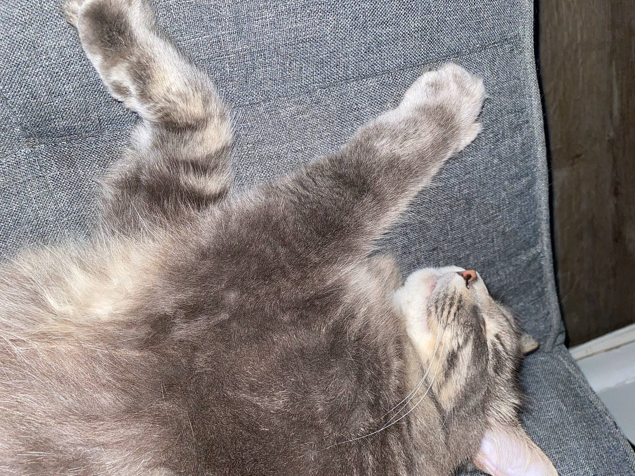 Carl Grimes is registered to the contest to win money with this photo: carnivore, cat, claw, comfort, domestic_short_haired_cat, felidae, foot, fur, gesture, grey, human_leg, nap, paw, small_to_medium_sized_cats, snout, tail, terrestrial_animal, toe, whiskers, window