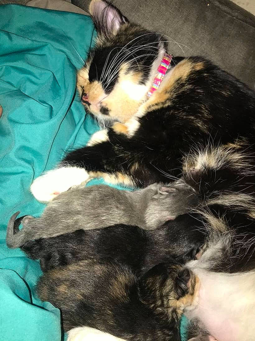 Skarlett is registered to the contest to win money with this photo: canidae, carnivore, cat, claw, comfort, companion_dog, dog_breed, domestic_short_haired_cat, ear, eye, felidae, fur, lap, mammal, small_to_medium_sized_cats, snout, tail, terrestrial_animal, vertebrate, whiskers