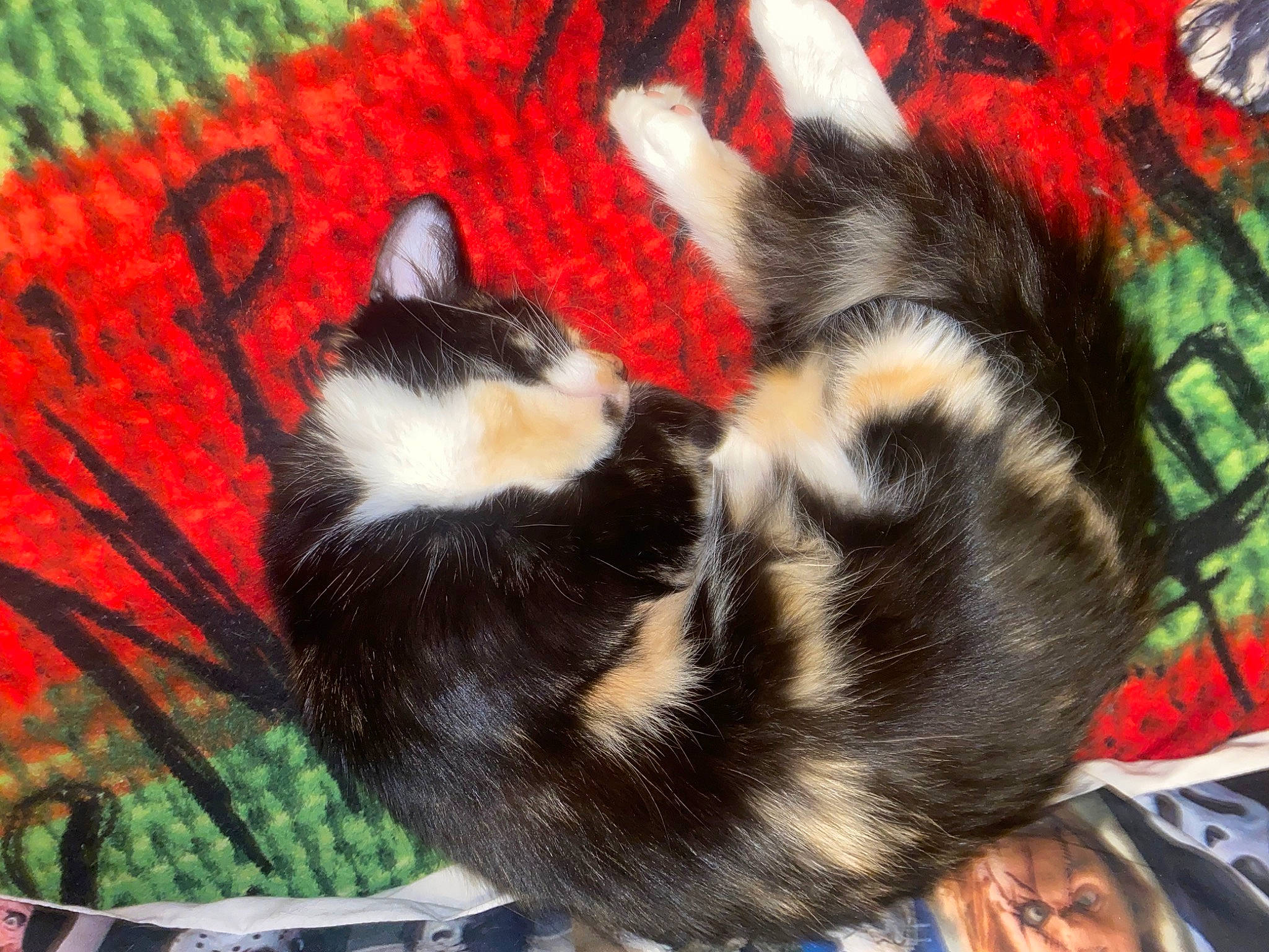 Skarlett is registered to the contest to win money with this photo: art, canidae, carnivore, cat, claw, dog_breed, domestic_short_haired_cat, fawn, felidae, fur, grass, pattern, paw, small_to_medium_sized_cats, snout, tail, terrestrial_animal, visual_arts, whiskers, window