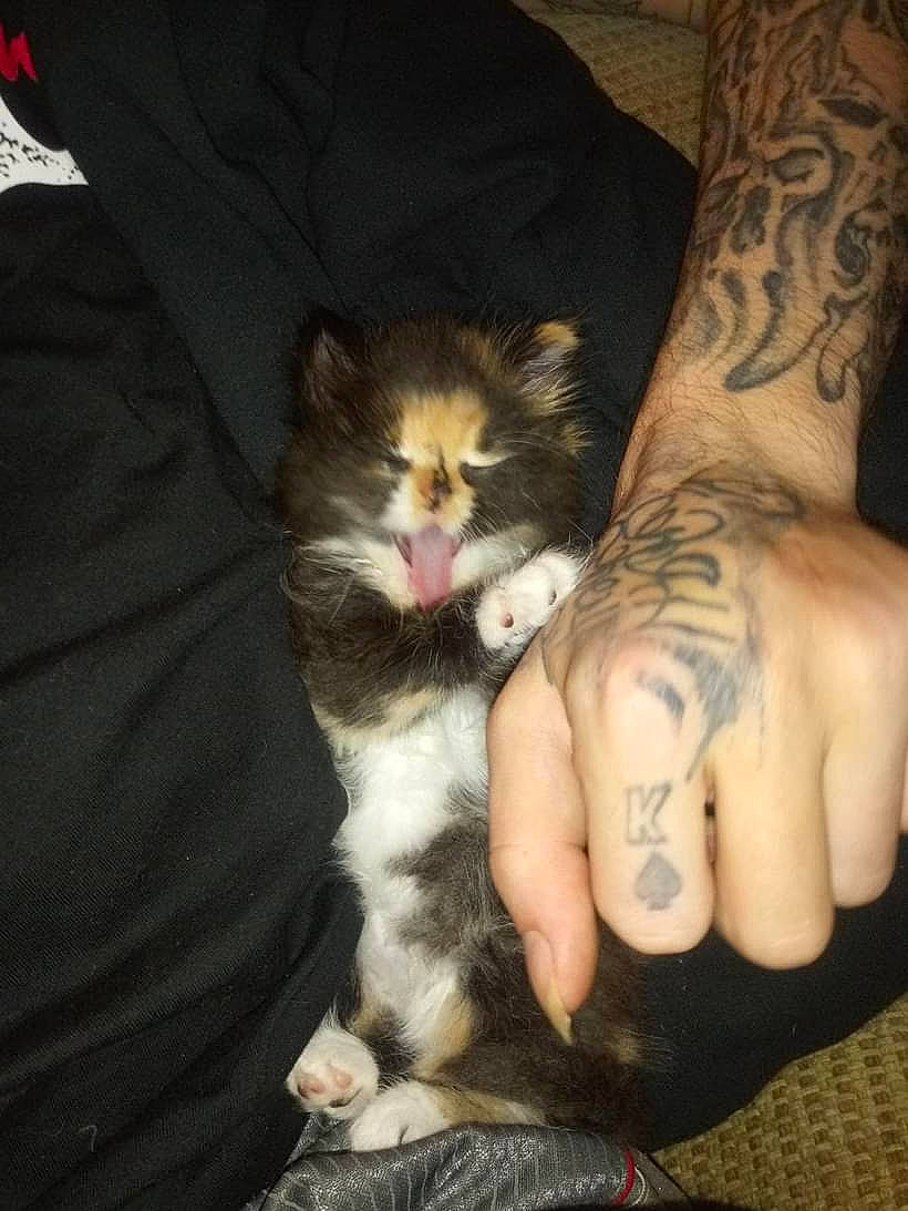 Skarlett is registered to the contest to win money with this photo: cat, claw, comfort, domestic_short_haired_cat, elbow, felidae, fur, gesture, human_leg, lap, nail, paw, sleeve, small_to_medium_sized_cats, tail, tattoo, temporary_tattoo, thumb, whiskers, wrist