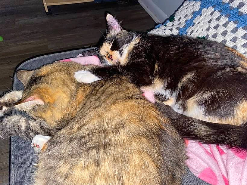 Skarlett joined the competition — help win amazing prizes! canidae, carnivore, cat, claw, collar, comfort, dog_breed, domestic_short_haired_cat, felidae, fur, lap, mammal, nap, paw, sleep, small_to_medium_sized_cats, snout, sporting_group, tail, whiskers