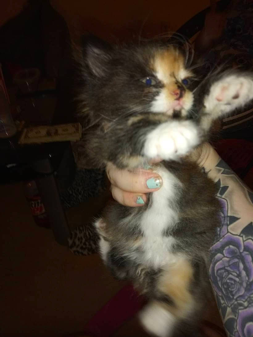 Skarlett is registered to the contest to win money with this photo: carnivore, cat, claw, darkness, domestic_short_haired_cat, event, felidae, fur, lap, paw, small_to_medium_sized_cats, tail, whiskers