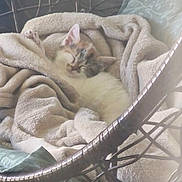 Chipi participe au concours pour gagner de l'argent avec cette photo : kitten, cat, blanket, chair, woven_chair, sleeping, cozy, fur, pet, resting, indoor, comfort, furniture, nap, animal, cute, soft, relaxation, peaceful, domestic