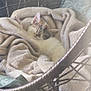 kitten, cat, blanket, chair, woven_chair, sleeping, cozy, fur, pet, resting, indoor, comfort, furniture, nap, animal, cute, soft, relaxation, peaceful, domestic