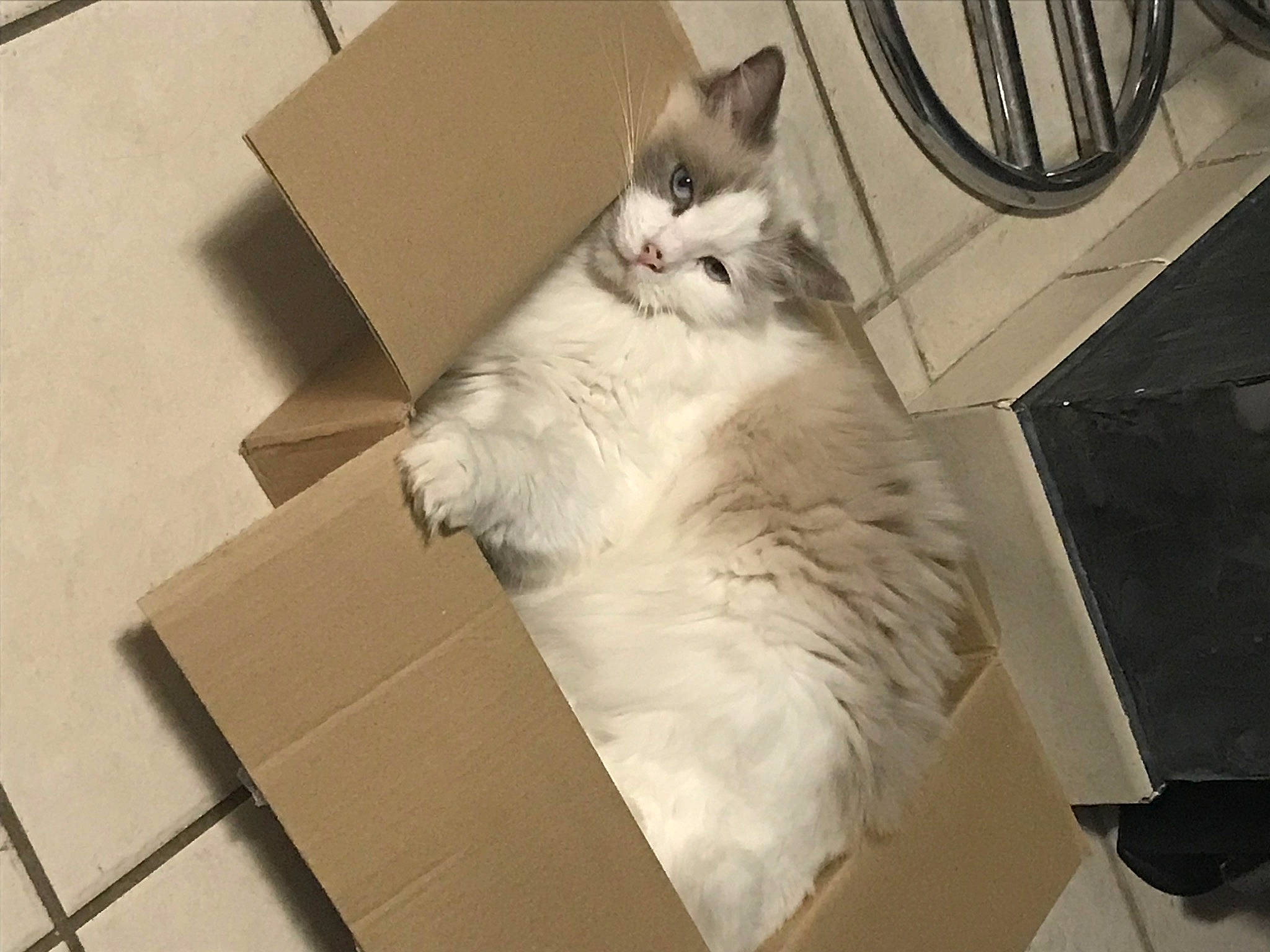 Chipi a rejoint le concours — aidez-le/la à gagner de superbes lots ! box, cardboard, carnivore, carton, cat, comfort, domestic_short_haired_cat, electronic_device, felidae, flooring, fur, hardwood, packaging_and_labeling, paper_product, paw, shipping_box, small_to_medium_sized_cats, tail, whiskers, wood