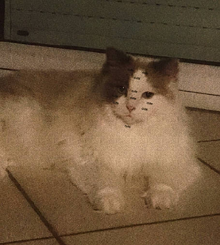 Chipi a rejoint le concours — aidez-le/la à gagner de superbes lots ! art, beard, canidae, chest, facial_hair, felidae, flooring, fur, glass, monochrome, moustache, small_to_medium_sized_cats, snout, sporting_group, symmetry, tail, tints_and_shades, visual_arts, whiskers, wood