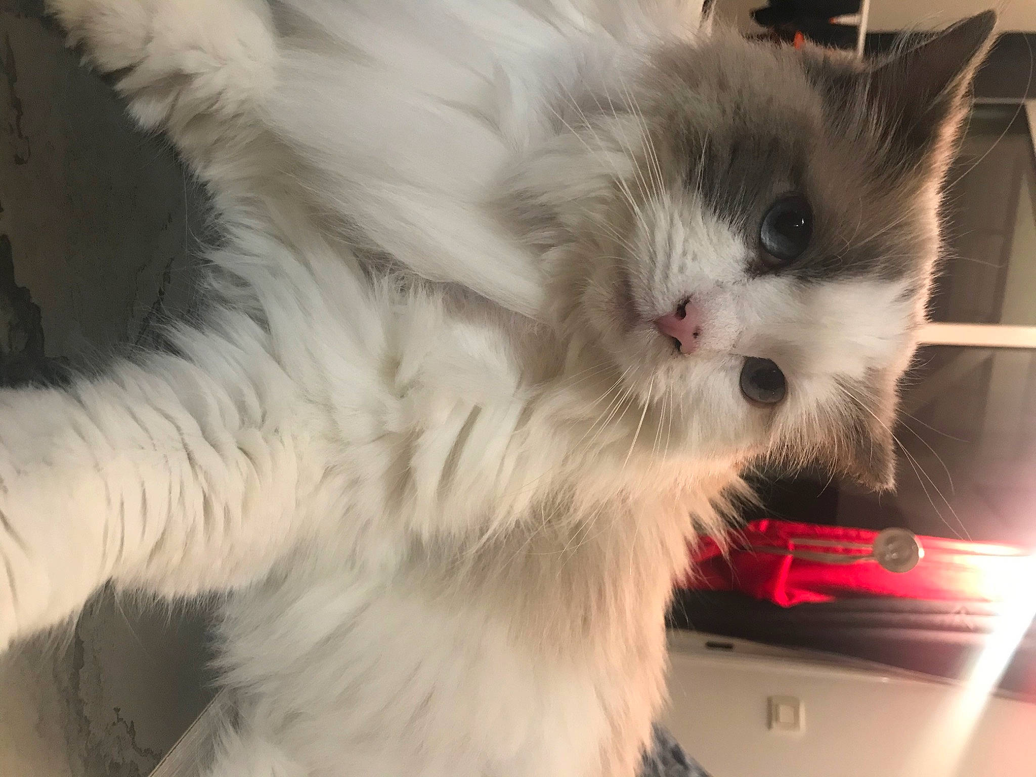 Chipi a rejoint le concours — aidez-le/la à gagner de superbes lots ! carnivore, cat, claw, felidae, fur, paw, ragdoll, small_to_medium_sized_cats, snout, tail, terrestrial_animal, whiskers