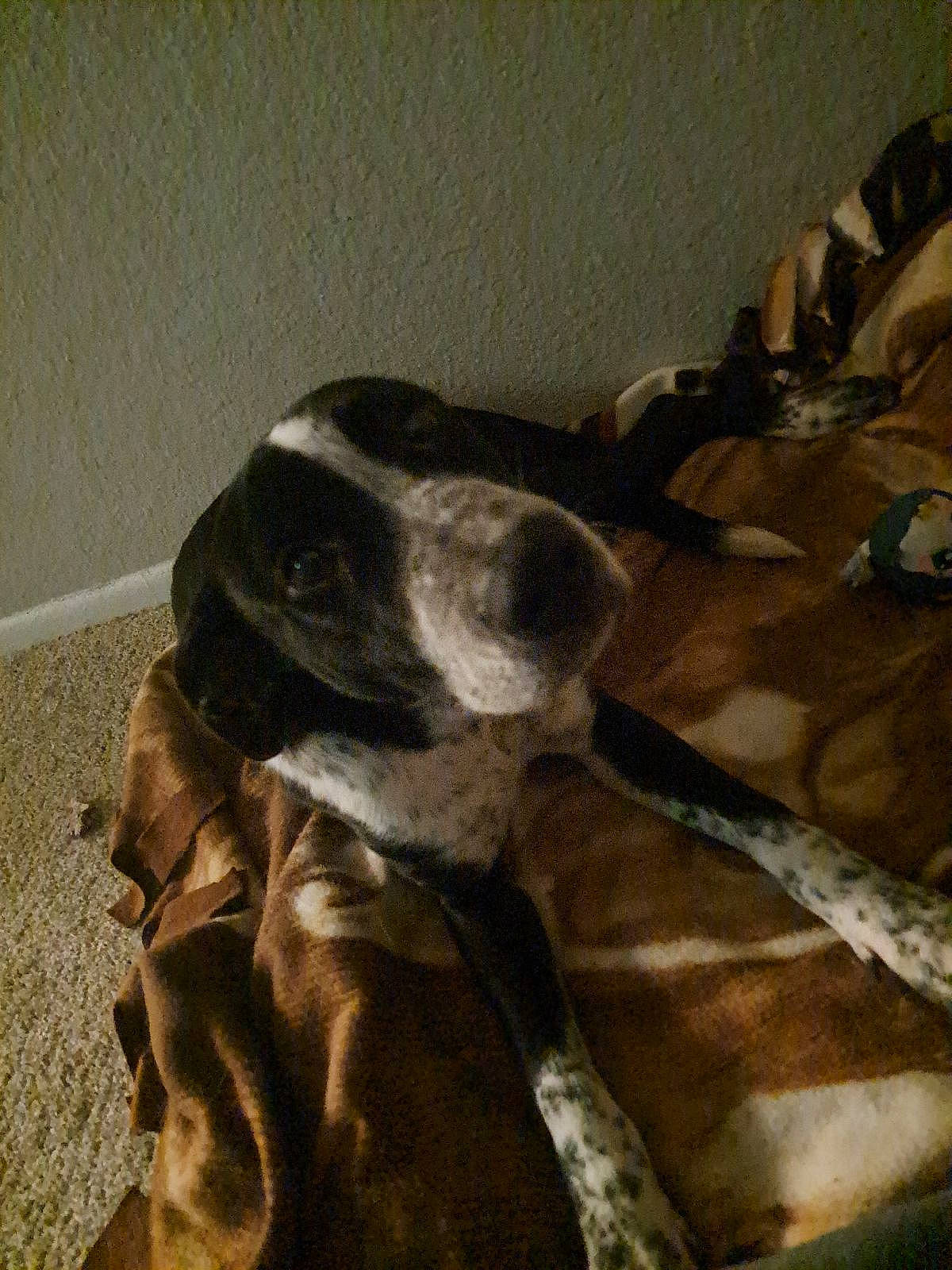 Qo'Nos is registered to the contest to win money with this photo: brown, canidae, carnivore, comfort, companion_dog, dog, dog_breed, flooring, fur, grey, hardwood, linens, snout, tail, terrestrial_animal, tints_and_shades, visual_arts, whiskers, wood, working_animal