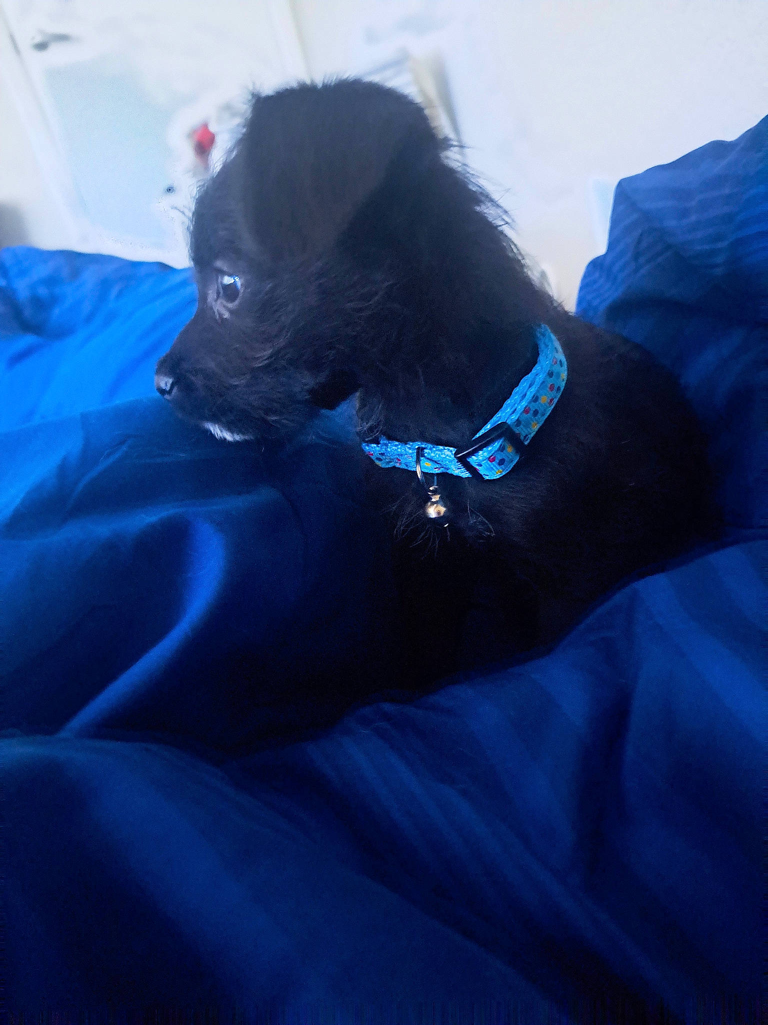 Zero joined the competition — help win amazing prizes! azure, canidae, carnivore, collar, companion_dog, dog, dog_breed, dog_collar, dog_supply, electric_blue, fawn, fur, guard_dog, pet_supply, sky, snout, sporting_group, toy_dog, whiskers, working_animal