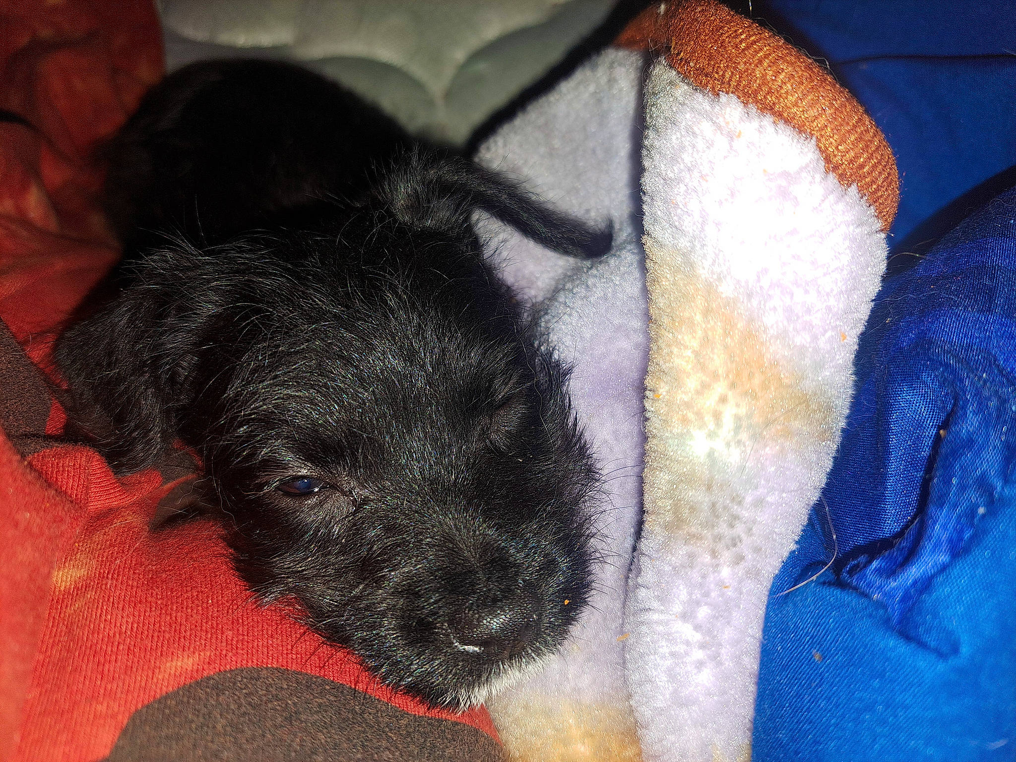 Zero is registered to the contest to win money with this photo: canidae, carnivore, claw, comfort, companion_dog, dog, dog_breed, electric_blue, fawn, foot, fur, human_leg, mammal, nap, paw, snout, sporting_group, toy_dog, whiskers, working_animal