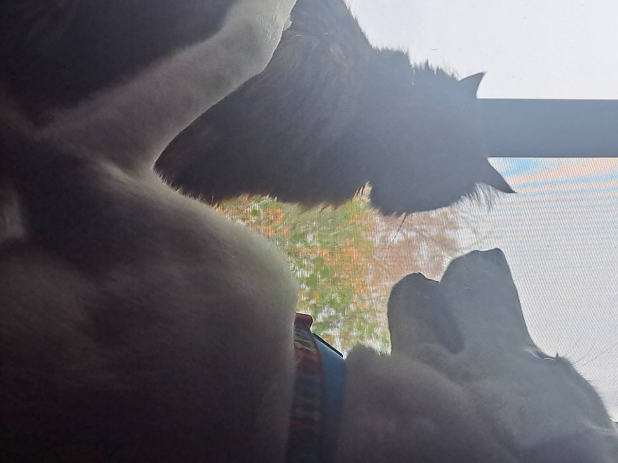 Thor joined the competition — help win amazing prizes! air_travel, atmosphere, cloud, finger, gesture, grass, human_leg, landscape, mammal, meteorological_phenomenon, morning, nature, people_in_nature, reflection, sky, sunlight, tints_and_shades, tree, vertebrate, water