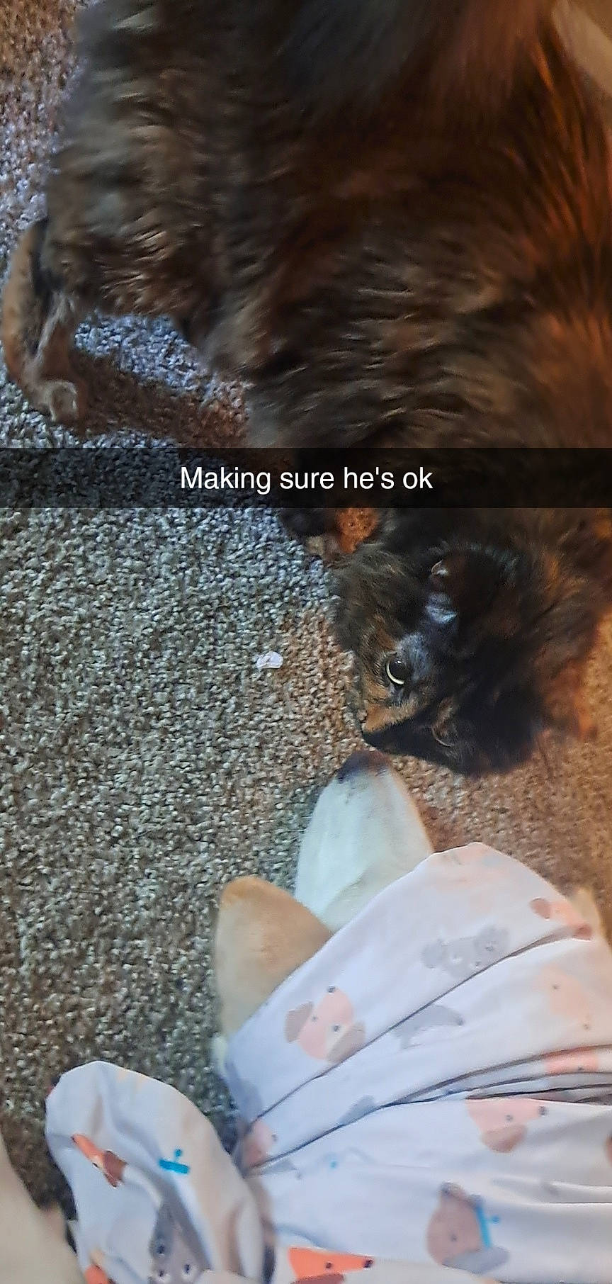 Thor is registered to the contest to win money with this photo: canidae, carnivore, companion_dog, dog, dog_breed, fawn, felidae, font, fur, liver, organism, paw, photo_caption, small_to_medium_sized_cats, snout, sporting_group, tail, whiskers, wood, working_animal