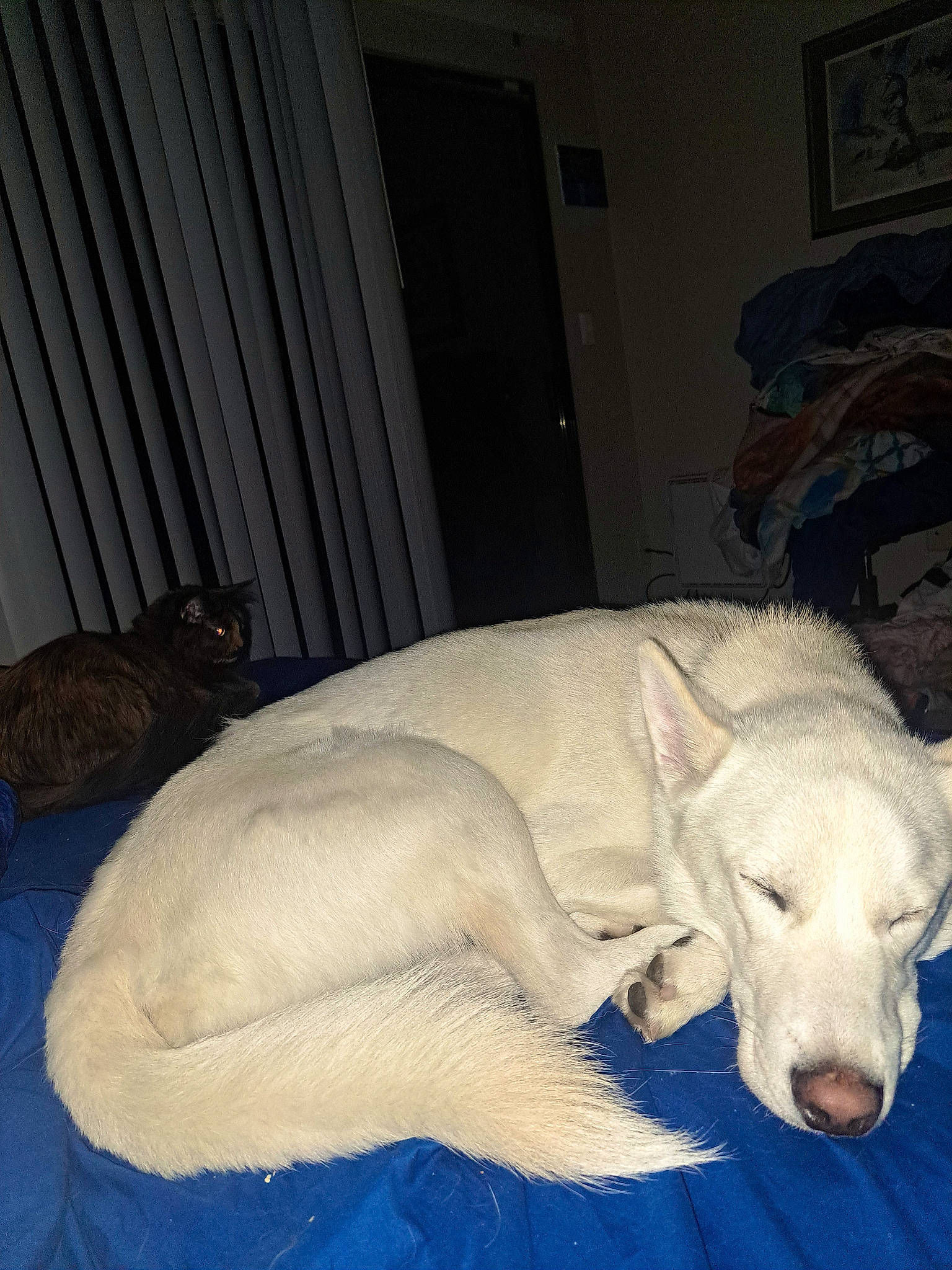 Thor joined the competition — help win amazing prizes! carnivore, cat, comfort, companion_dog, curtain, dog, dog_breed, door, fawn, felidae, fur, mammal, paw, room, tail, terrestrial_animal, vertebrate, whiskers, wood, working_animal