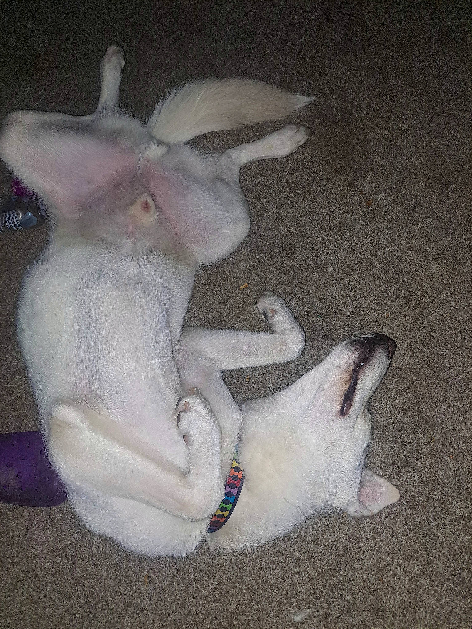 Thor joined the competition — help win amazing prizes! canidae, carnivore, cat, claw, dog_breed, fawn, felidae, fictional_character, fur, gesture, grey, paw, small_to_medium_sized_cats, snout, tail, whiskers, working_animal